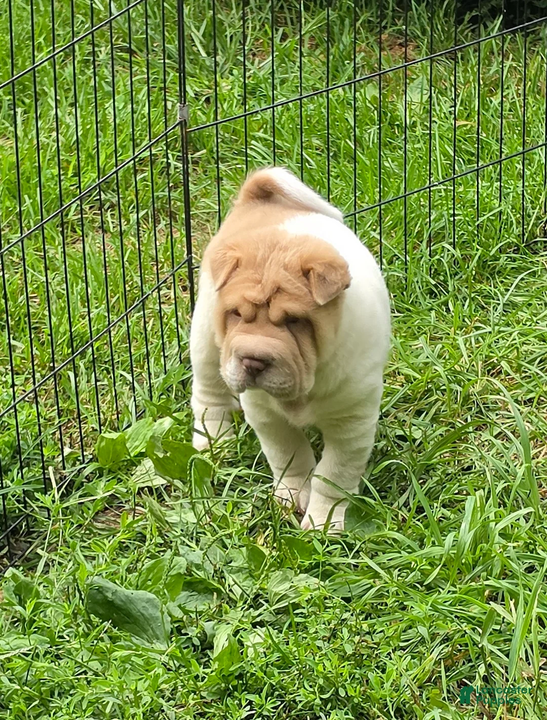 Shar Pei dogs for sale: Leo lilac flower brush mini - Ad 2