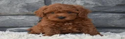 Toy Poodle dogs for sale: Cash  - Ad 7