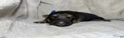 German Shepherd dogs for sale: Daisy - Ad 44