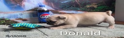 Pug dogs for sale: Donald - Ad 2
