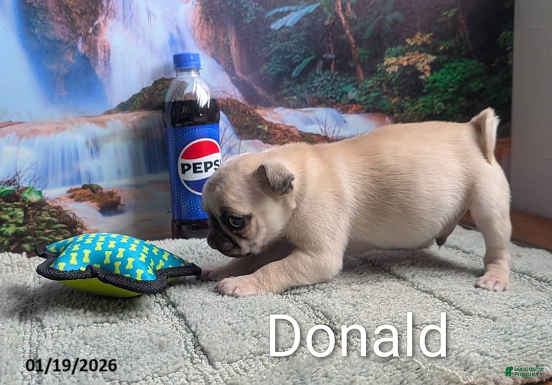 Pug dogs for sale: Donald - Ad 2