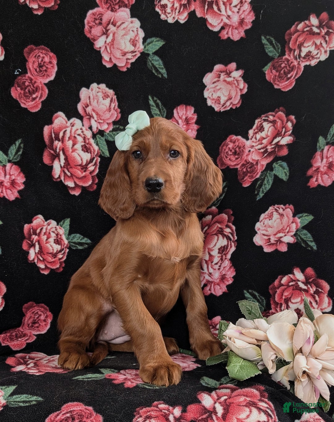 Irish Setter dogs for sale: Georgia - Ad 3