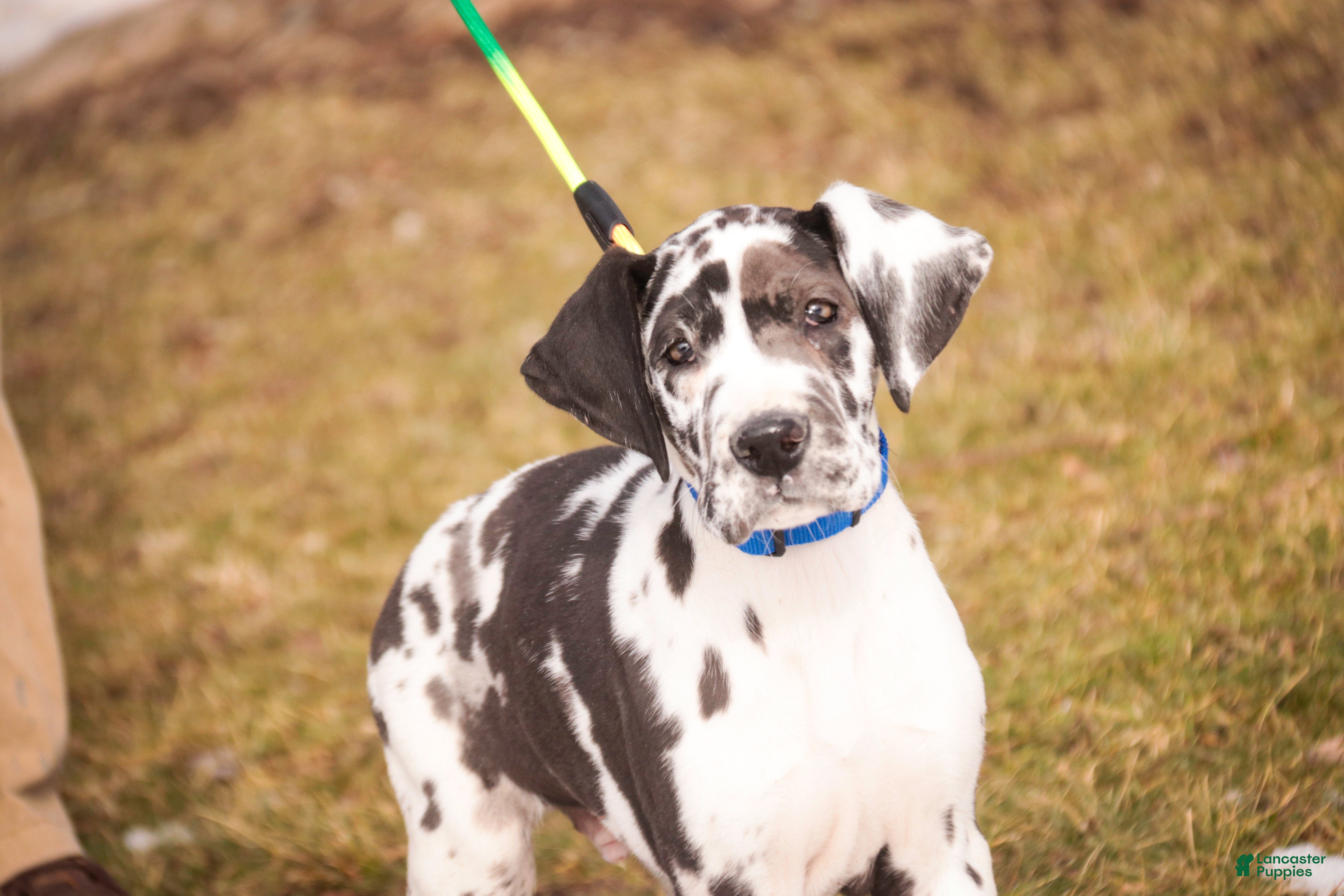 Great Dane dogs Gordon - Ad 2