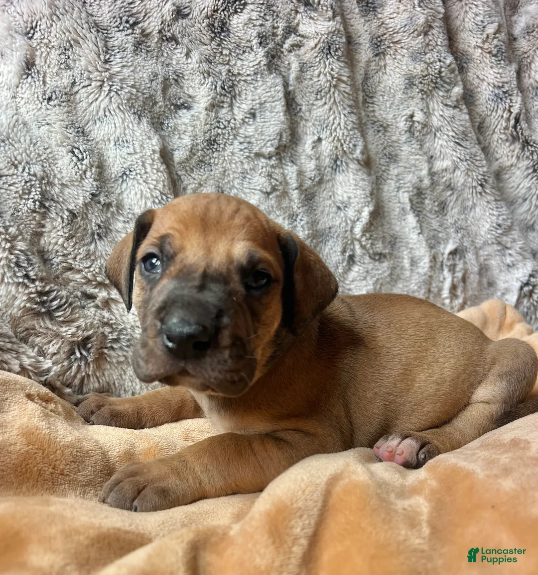 Great Dane dogs for sale: Fred - Ad 2