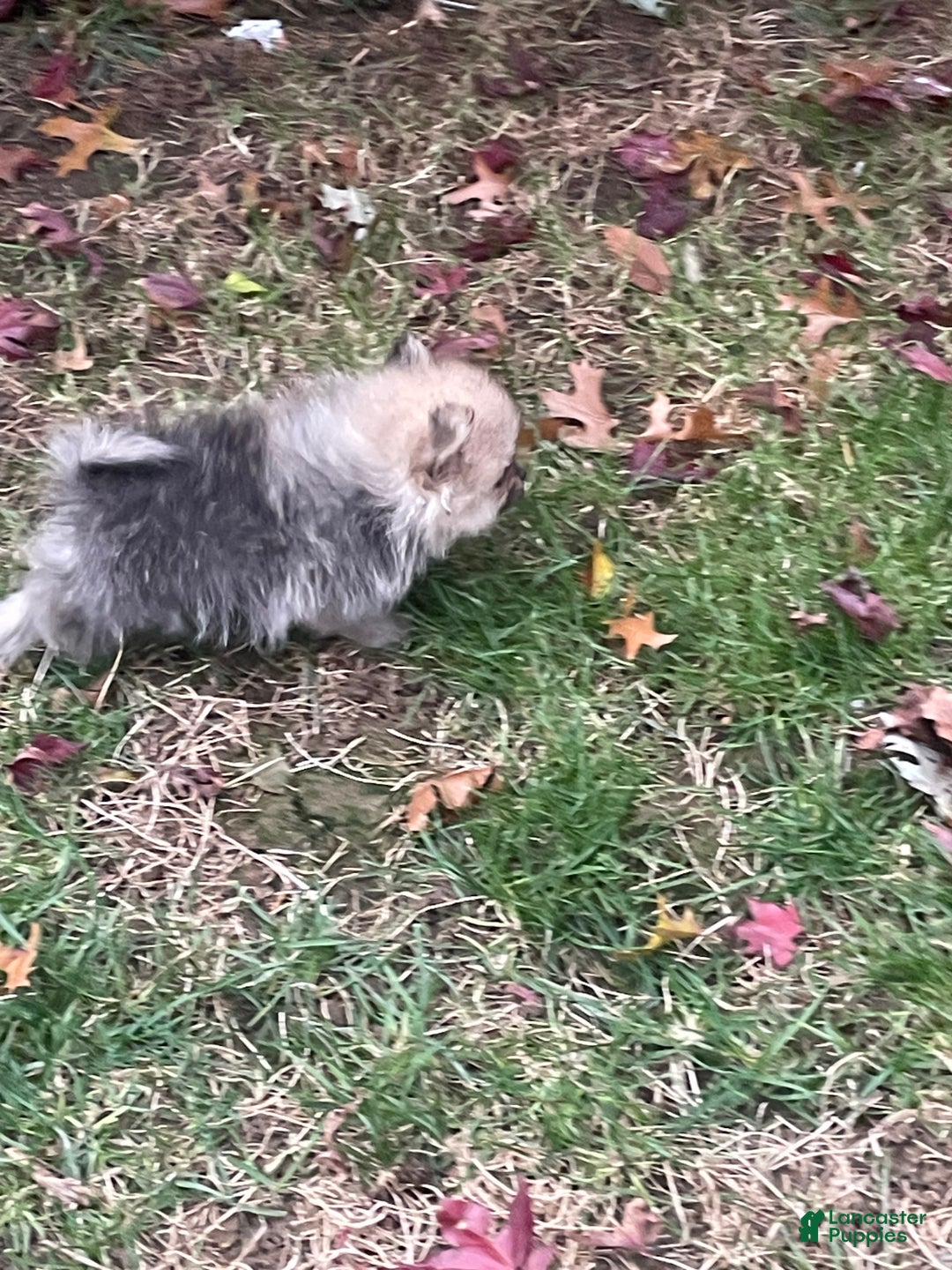 Pomeranian dogs for sale: Pomeranian Puppy 1 - Ad 3