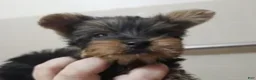 Yorkshire Terrier dogs for sale: Angel (4 1/2 lbs) B & T - Ad 3
