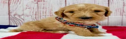 Goldendoodle dogs for sale: Benny - Ad 3