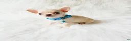 Chihuahua dogs for sale: Louie - Ad 6