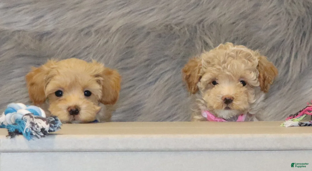 Havapoo dogs for sale: Asher 👨‍👨‍👦‍👦💞🐕 Miniature - Ad 5