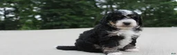 Mini Bernedoodle dogs for sale: BO - Ad 4