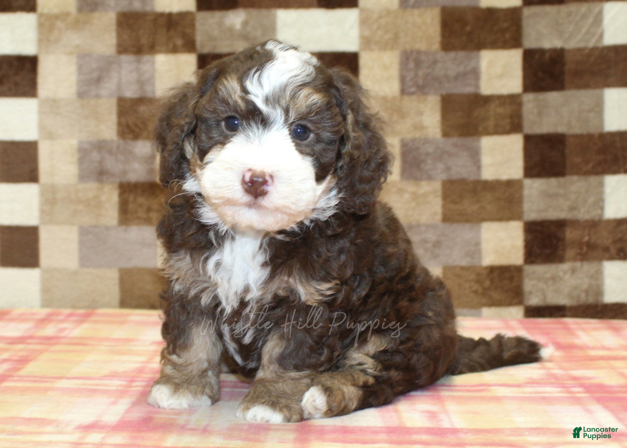 Mini Bernedoodle dogs for sale: Bingo - Ad 3