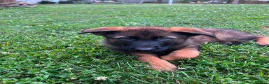 German Shepherd 5