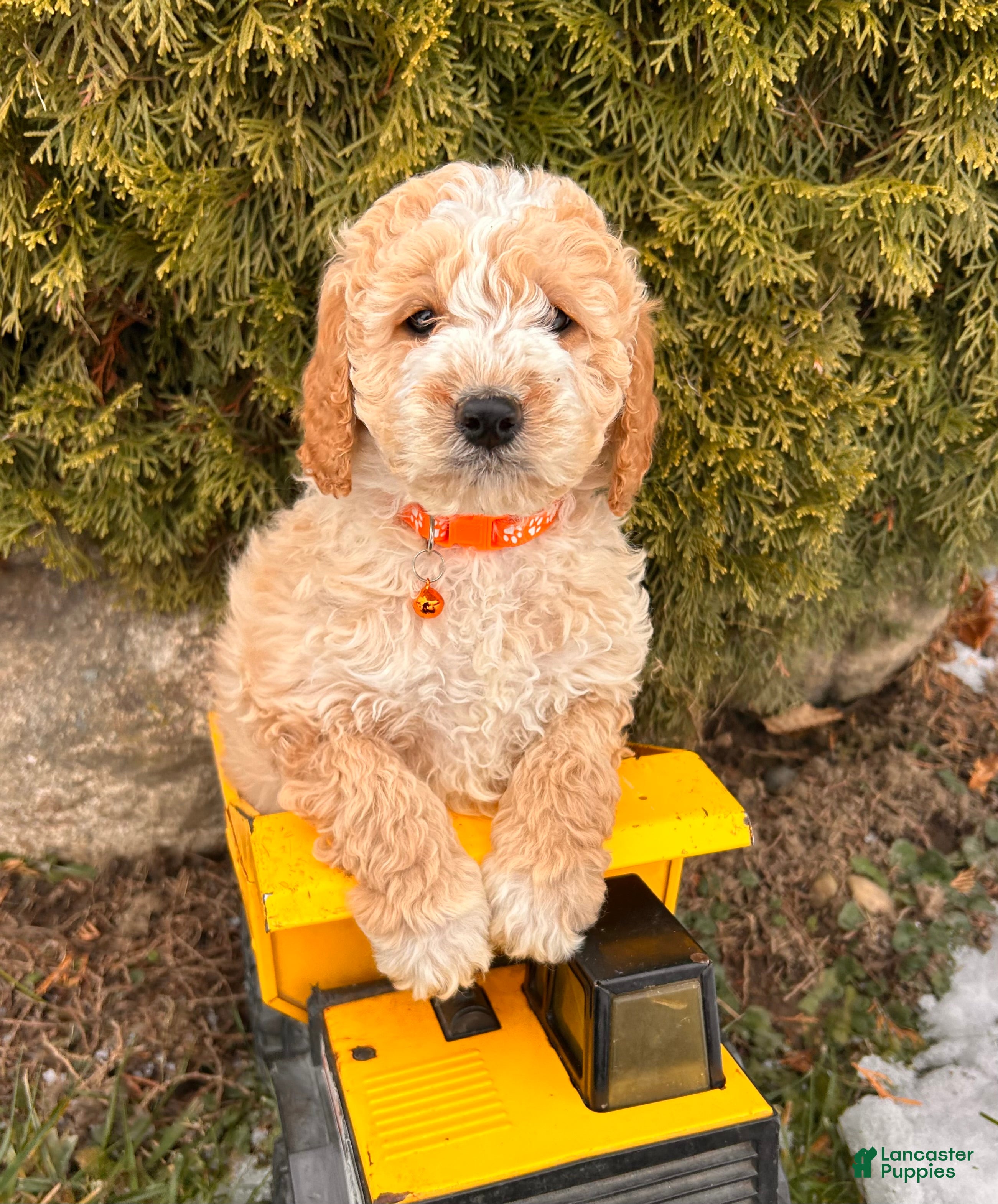 Cockapoo dogs Lance  - Ad 4