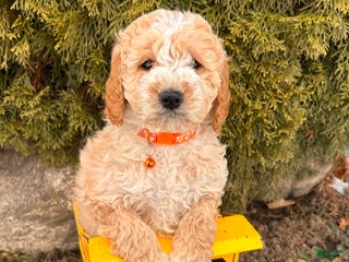 Cockapoo dogs Lance - Ad 27