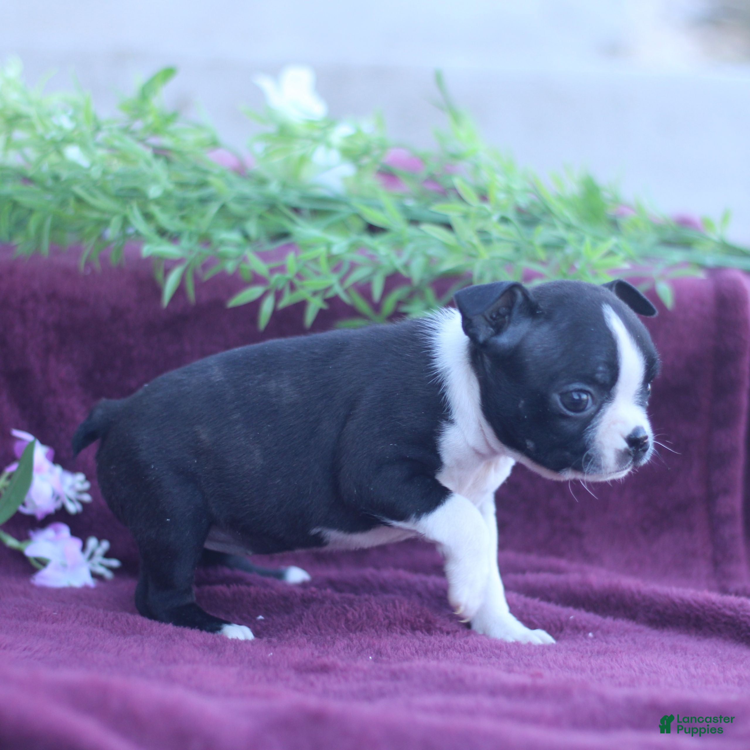 Boston Terrier dogs Mallow  - Ad 2