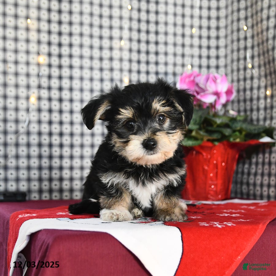 Morkie dogs Tinker - Ad 30