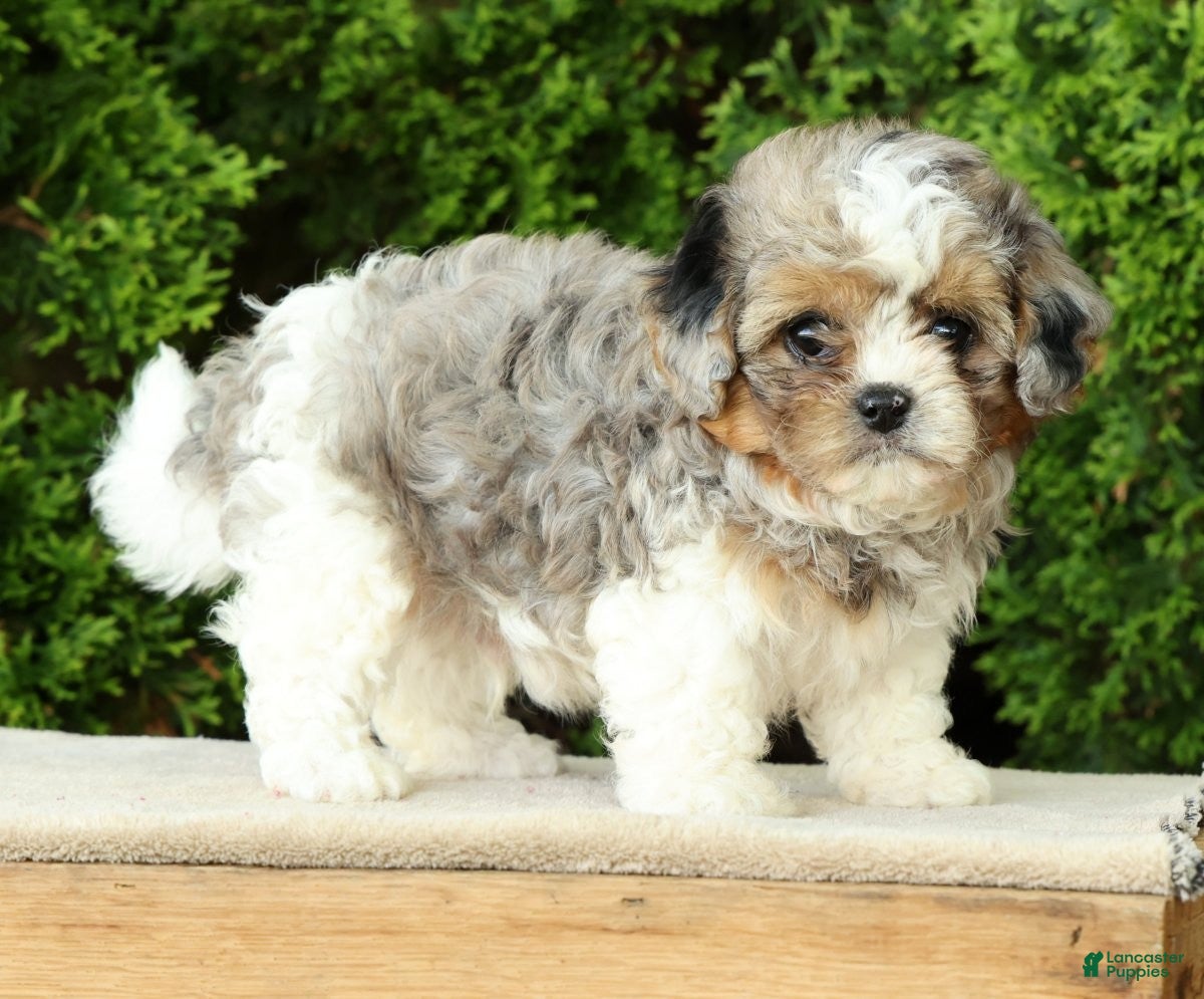 Mixed Breed dogs for sale: Finn - Ad 2