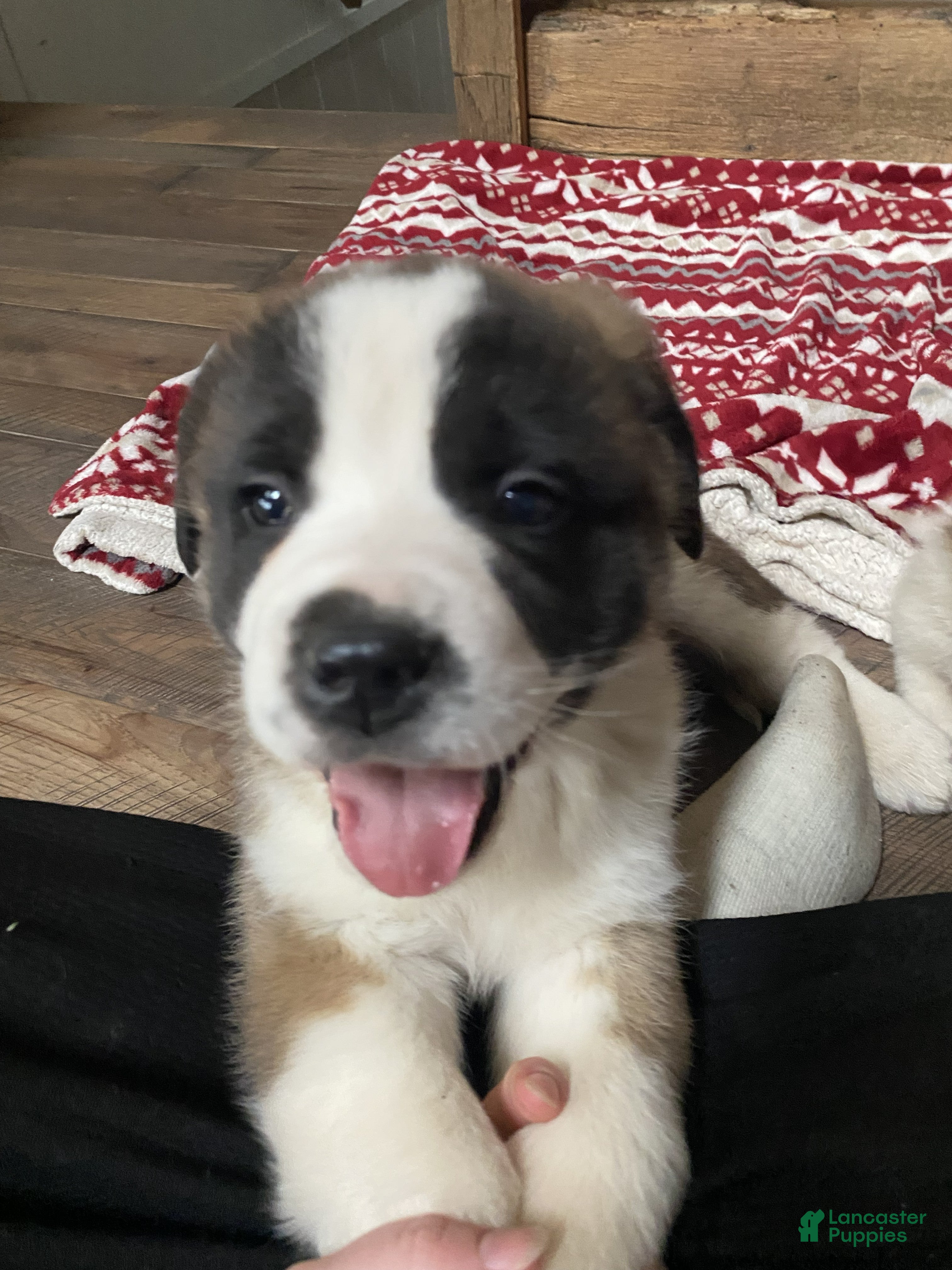 Saint Bernard dogs MARSHEL - Ad 39