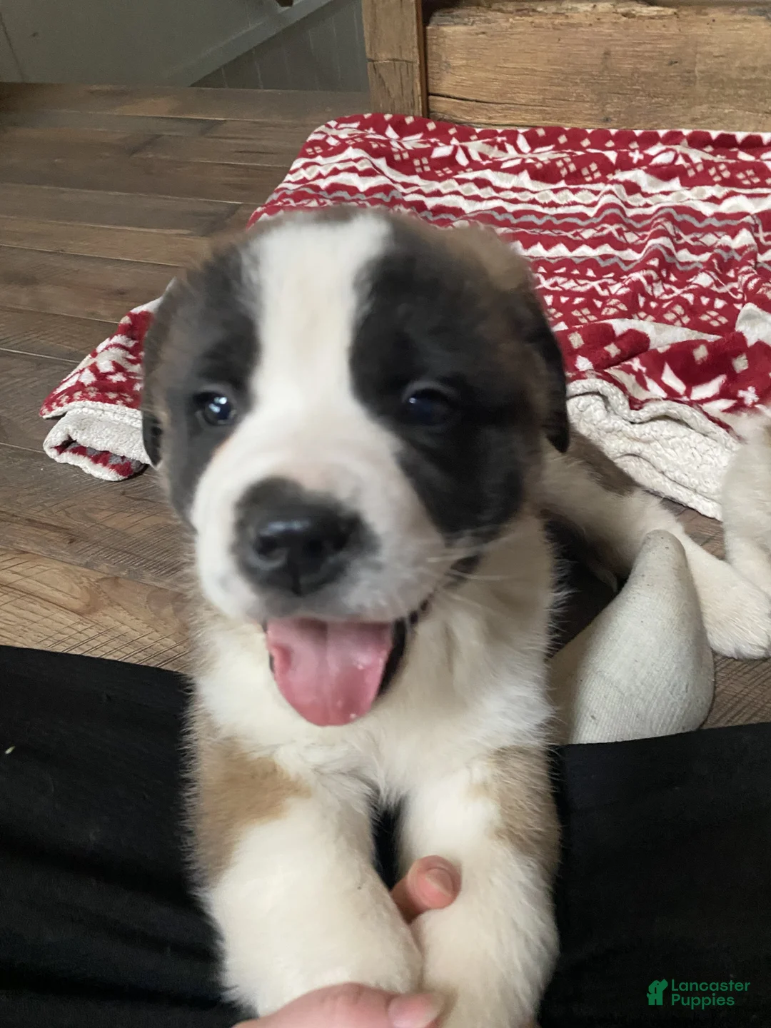Saint Bernard dogs for sale: MARSHEL - Ad 1