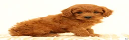 Mini Goldendoodle dogs for sale: Klondike - Ad 4