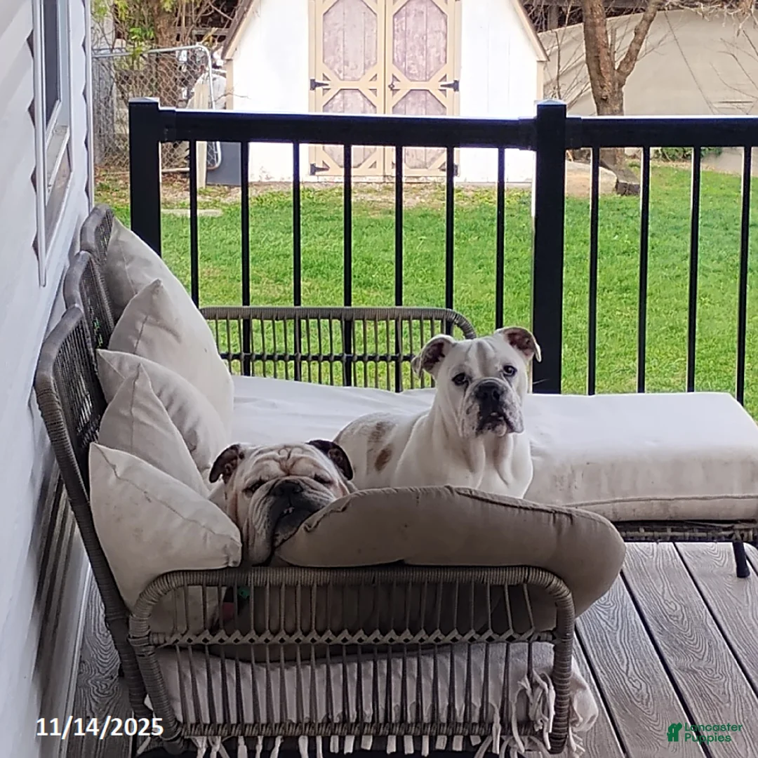 English Bulldog dogs for sale: Rover - Ad 7