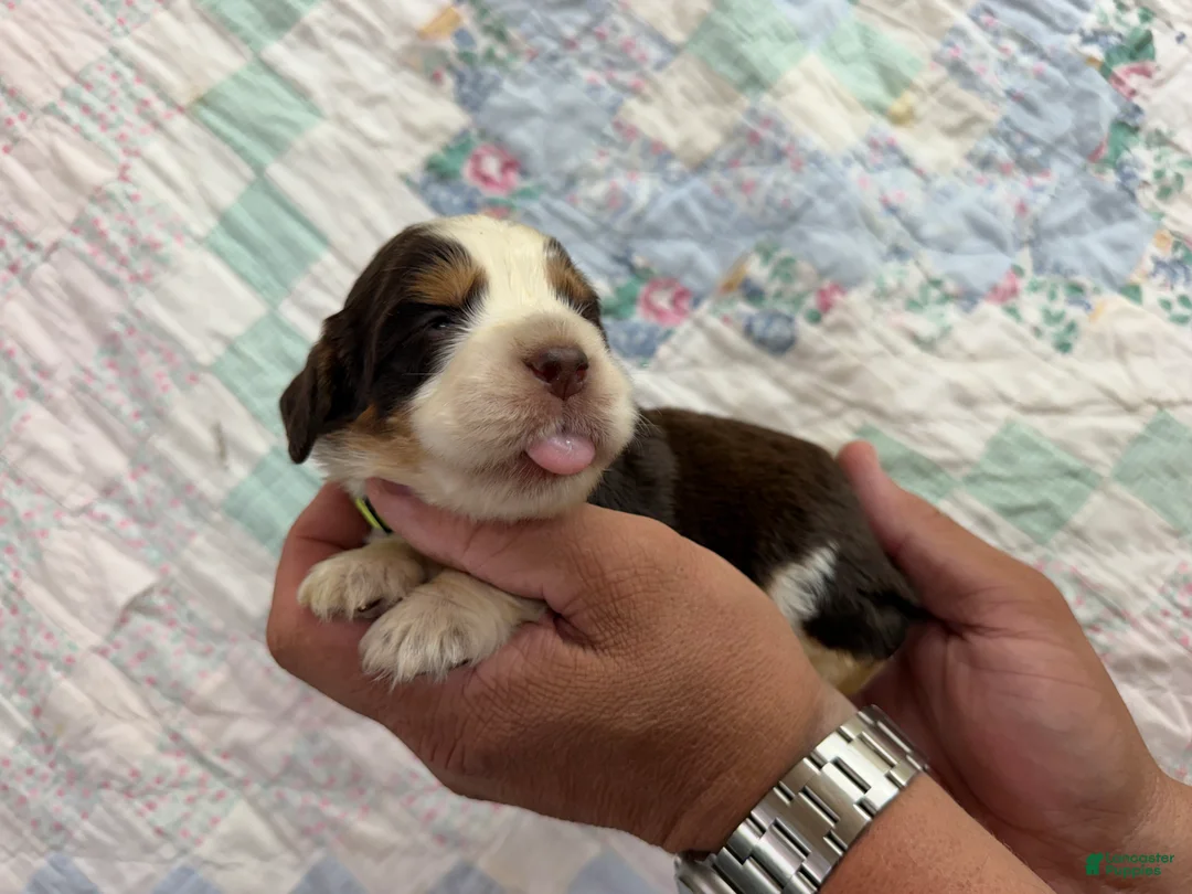 English Springer Spaniel dogs for sale: Reef  - Ad 1