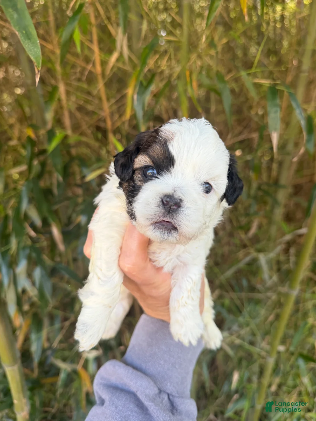 Shihpoo dogs for sale: Shihpoo Puppy 1 - Ad 1