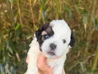 Shihpoo dogs Shihpoo Puppy 1 - Ad 3