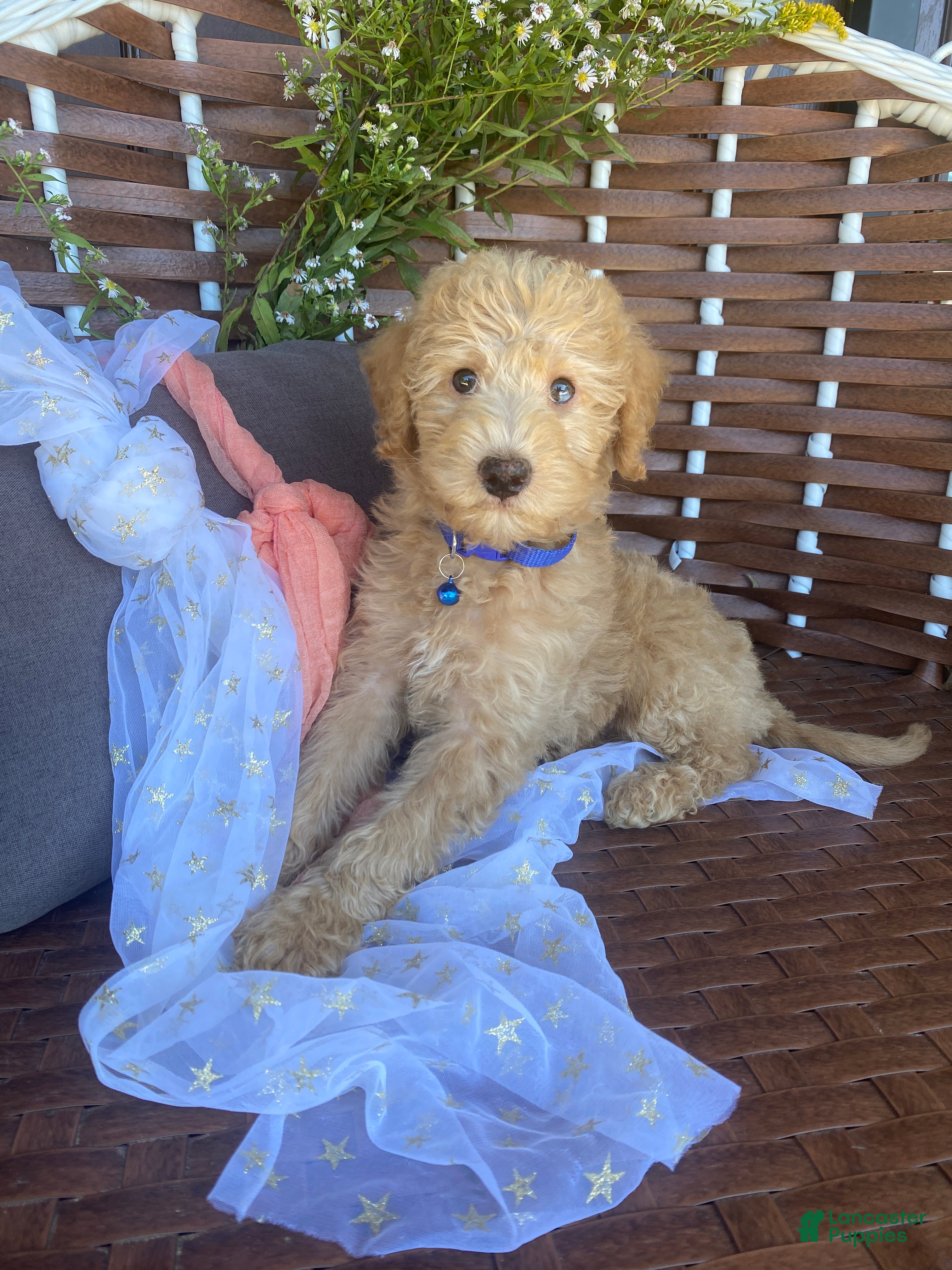 Miniature Labradoodle dogs Piper - Ad 1