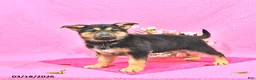 German Shepherd dogs for sale: Starr - Ad 4