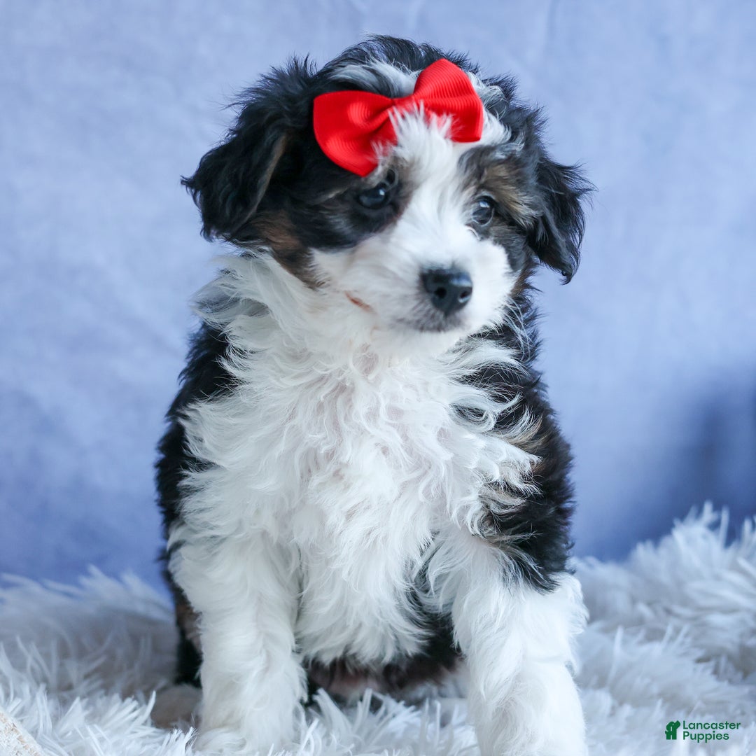 Mini Aussiedoodle dogs for sale: LEE - Ad 19
