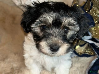 Morkie dogs Ollie - Ad 19