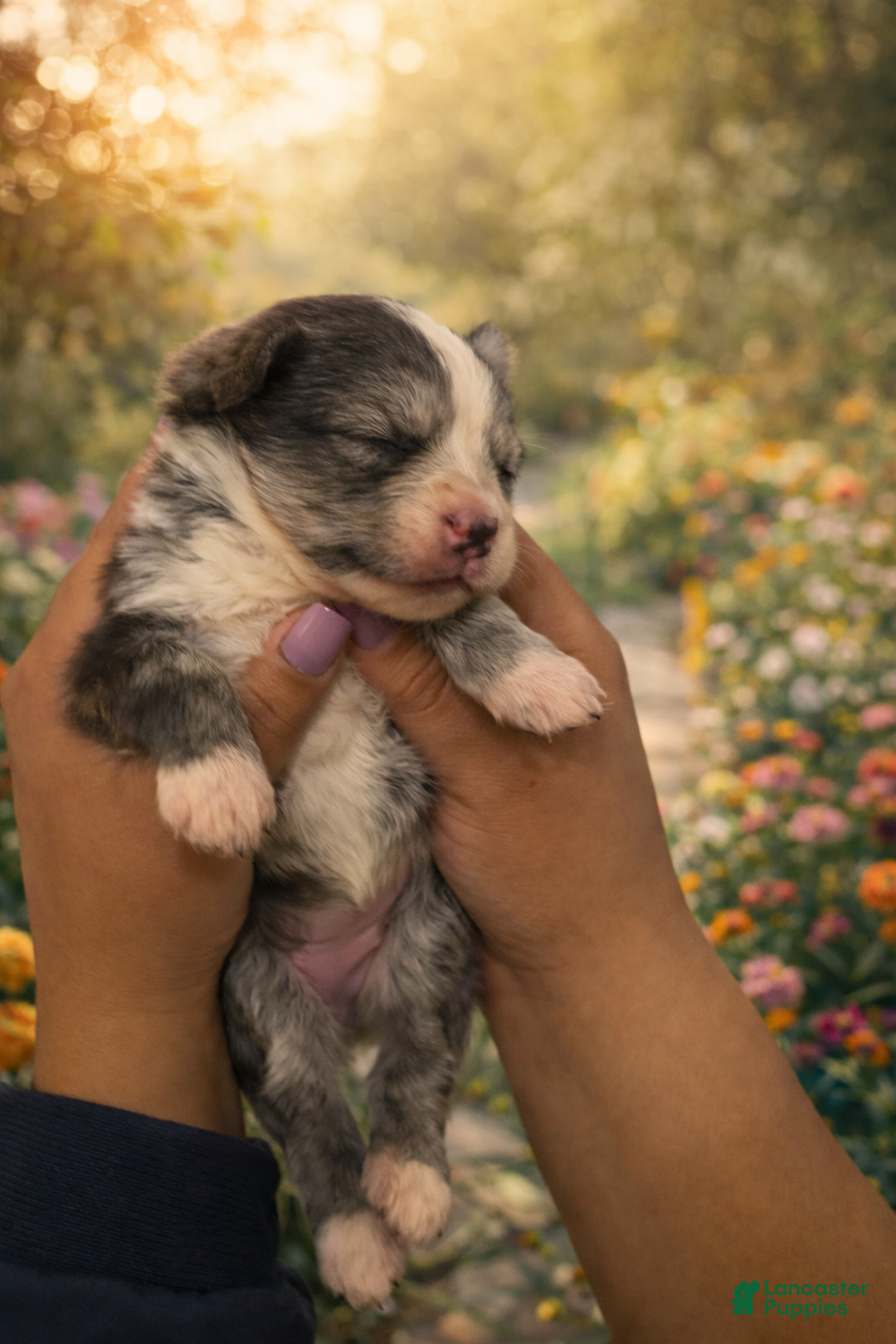 Mixed Breed dogs for sale: Bella  - Ad 1