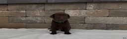 Labrador Retriever dogs for sale: Sitka - Ad 1