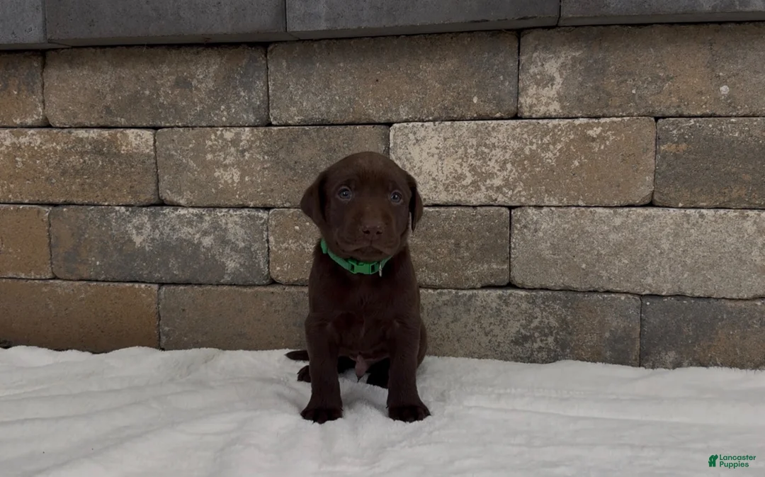 Labrador Retriever dogs for sale: Sitka - Ad 1