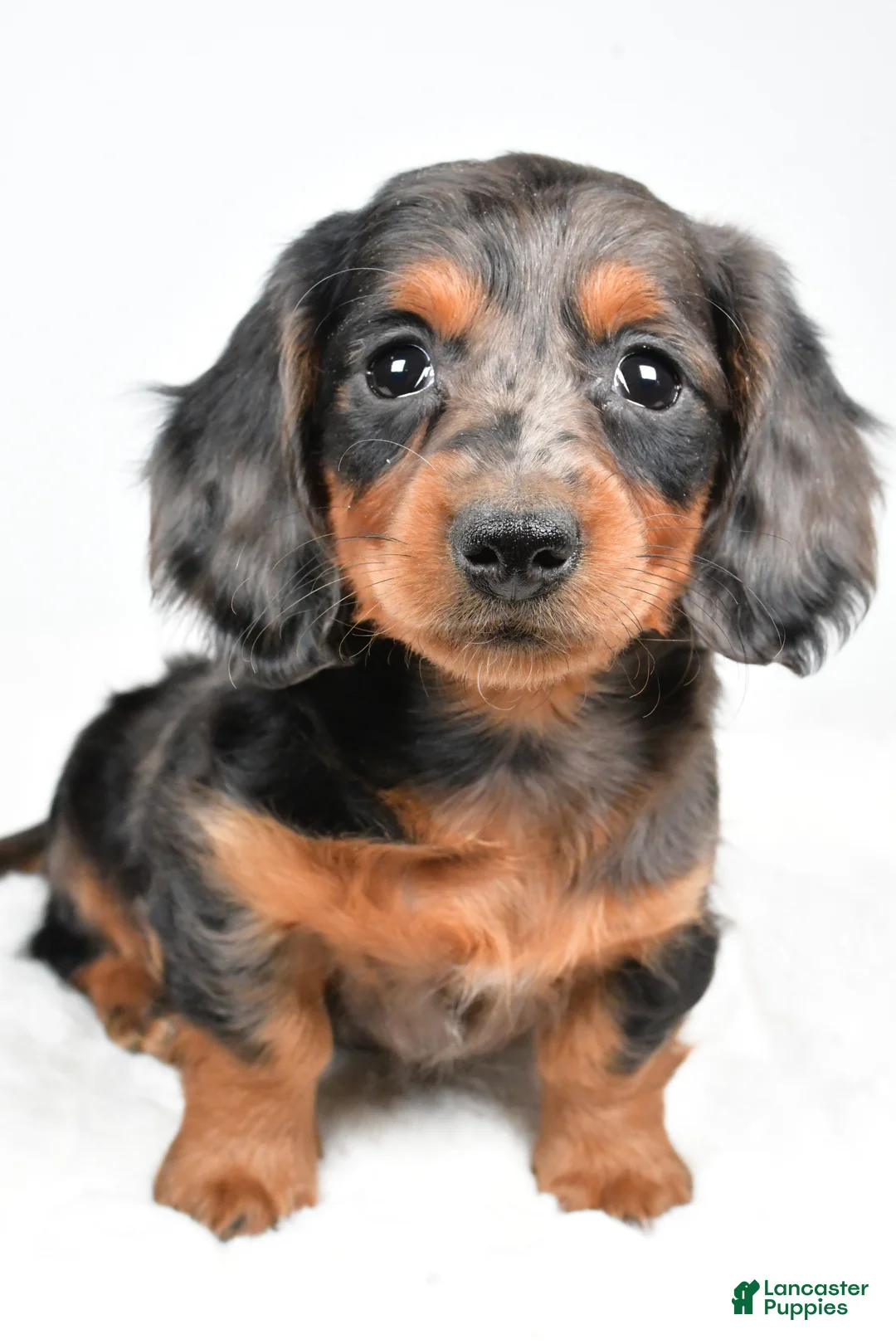 Dachshund dogs for sale: Cassandra - Ad 2