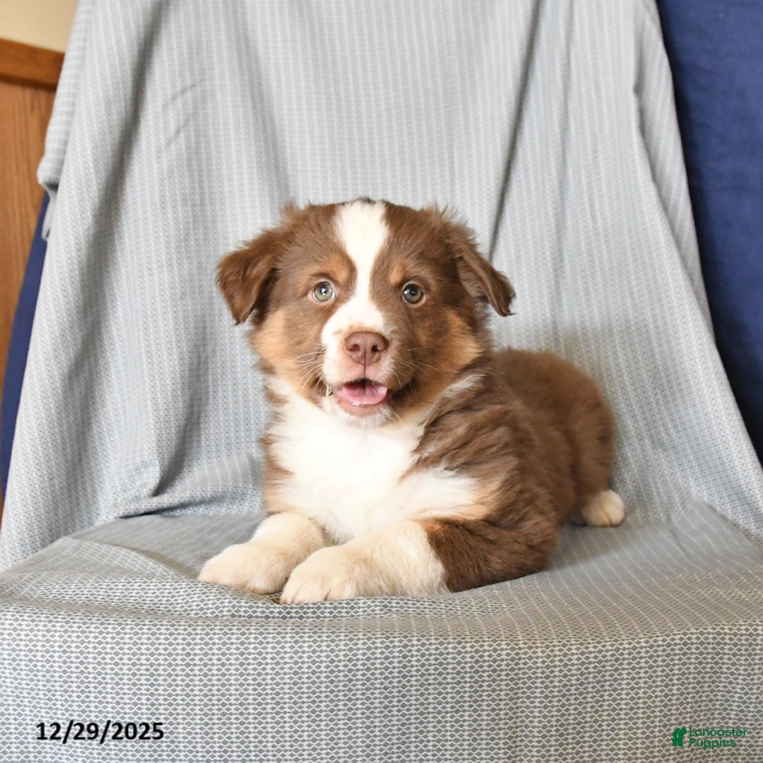 Australian Shepherd dogs for sale: Rusty - Ad 4
