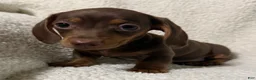 Miniature Dachshund dogs for sale: BAE - Ad 3