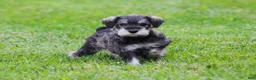 Miniature Schnauzer dogs for sale: Katniss - Ad 4