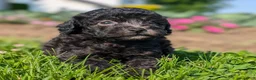 Toy Poodle dogs for sale: Black Tea - Ad 3