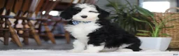 Sheepadoodle dogs for sale: Cotton Tail - Ad 1