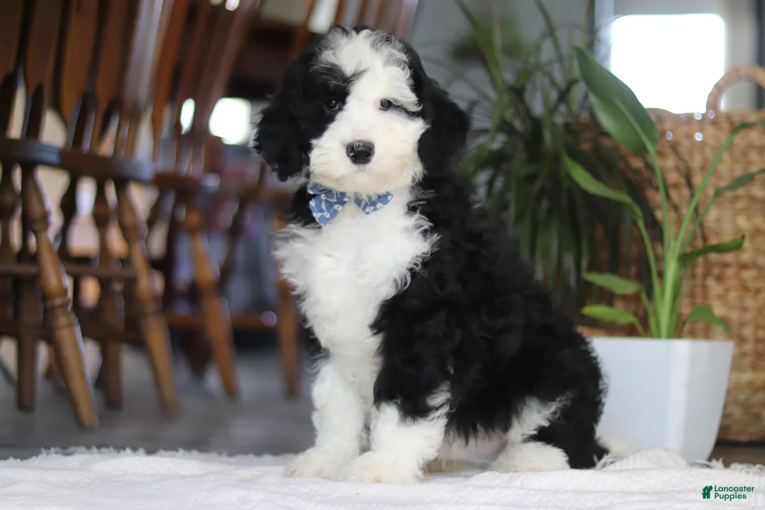Sheepadoodle dogs for sale: Cotton Tail - Ad 1