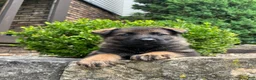 German Shepherd dogs for sale: Flynne - Ad 2