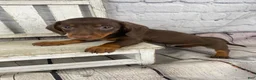Miniature Dachshund dogs for sale: Beau - Ad 10