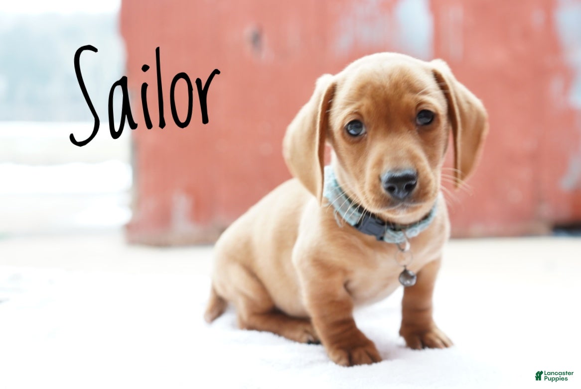Miniature Dachshund dogs Sailor - Ad 2