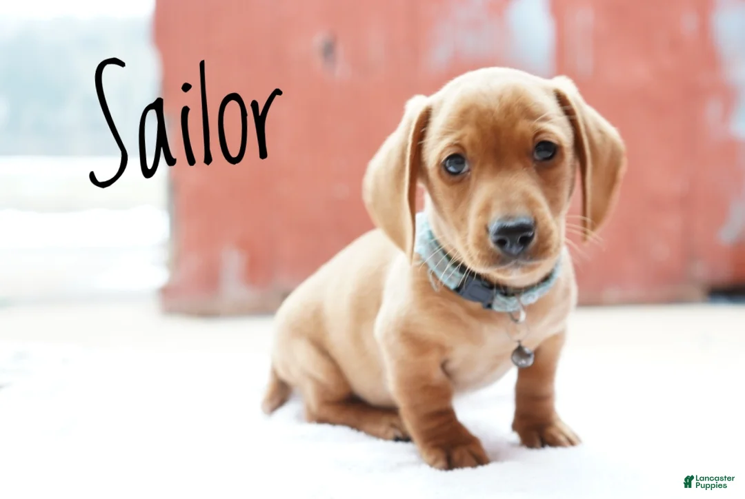 Miniature Dachshund dogs for sale: Sailor - Ad 2