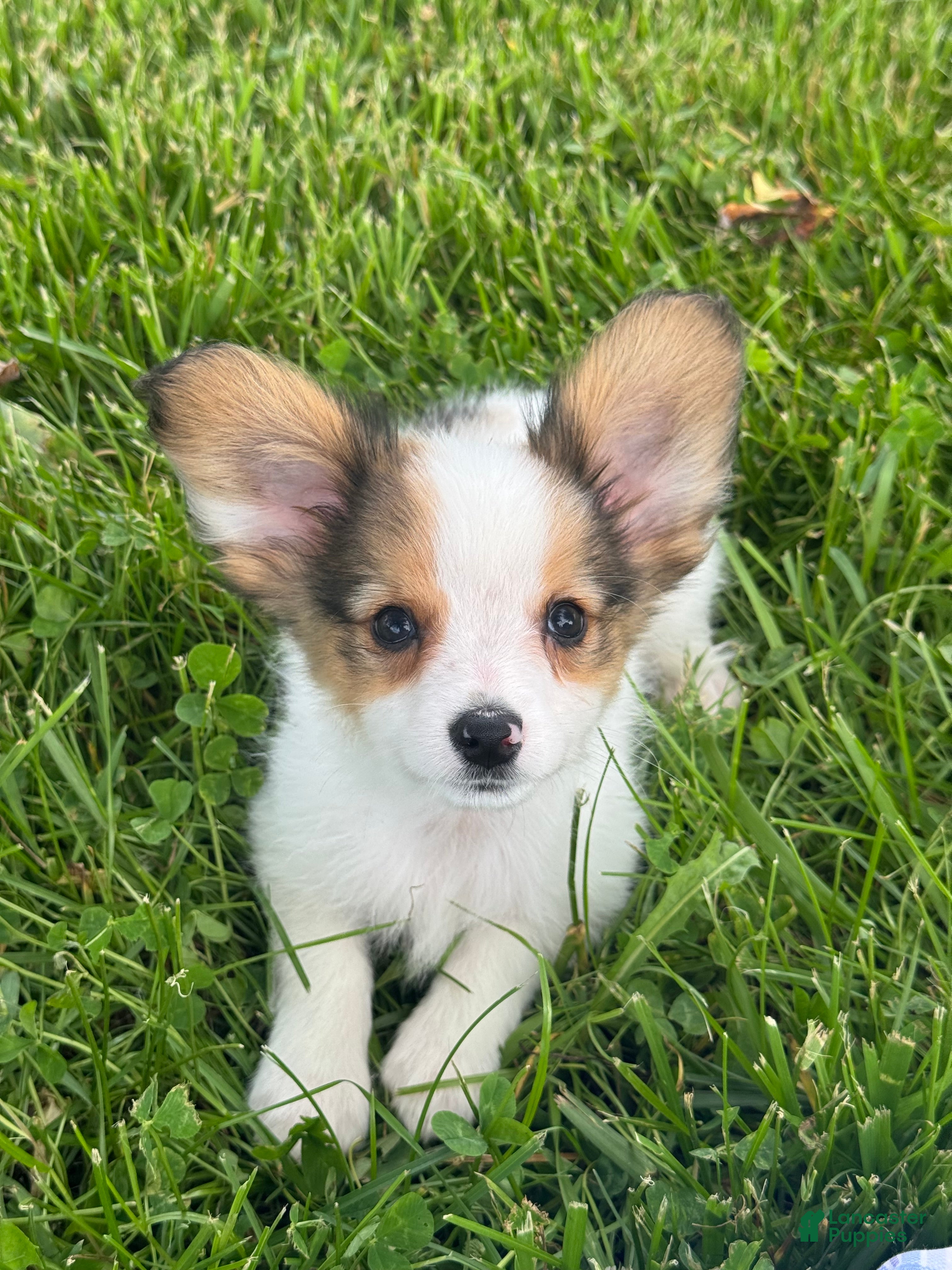 Papillon dogs Roger🐘 - Ad 10