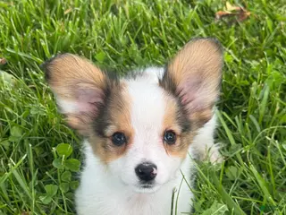 Papillon dogs Roger🐘 - Ad 10
