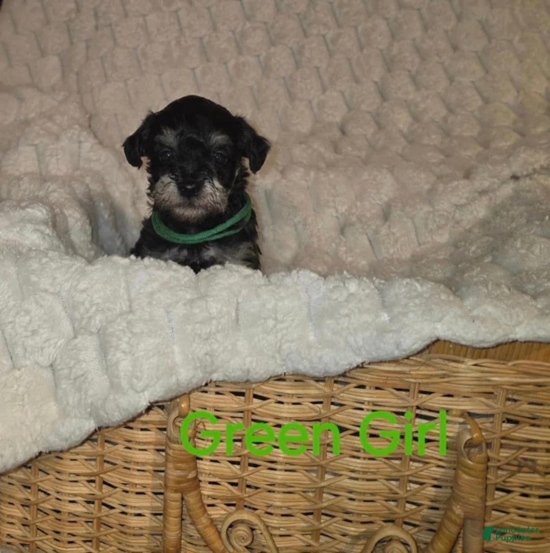 Schnoodle dogs for sale: Schnoodle 2 - Ad 3