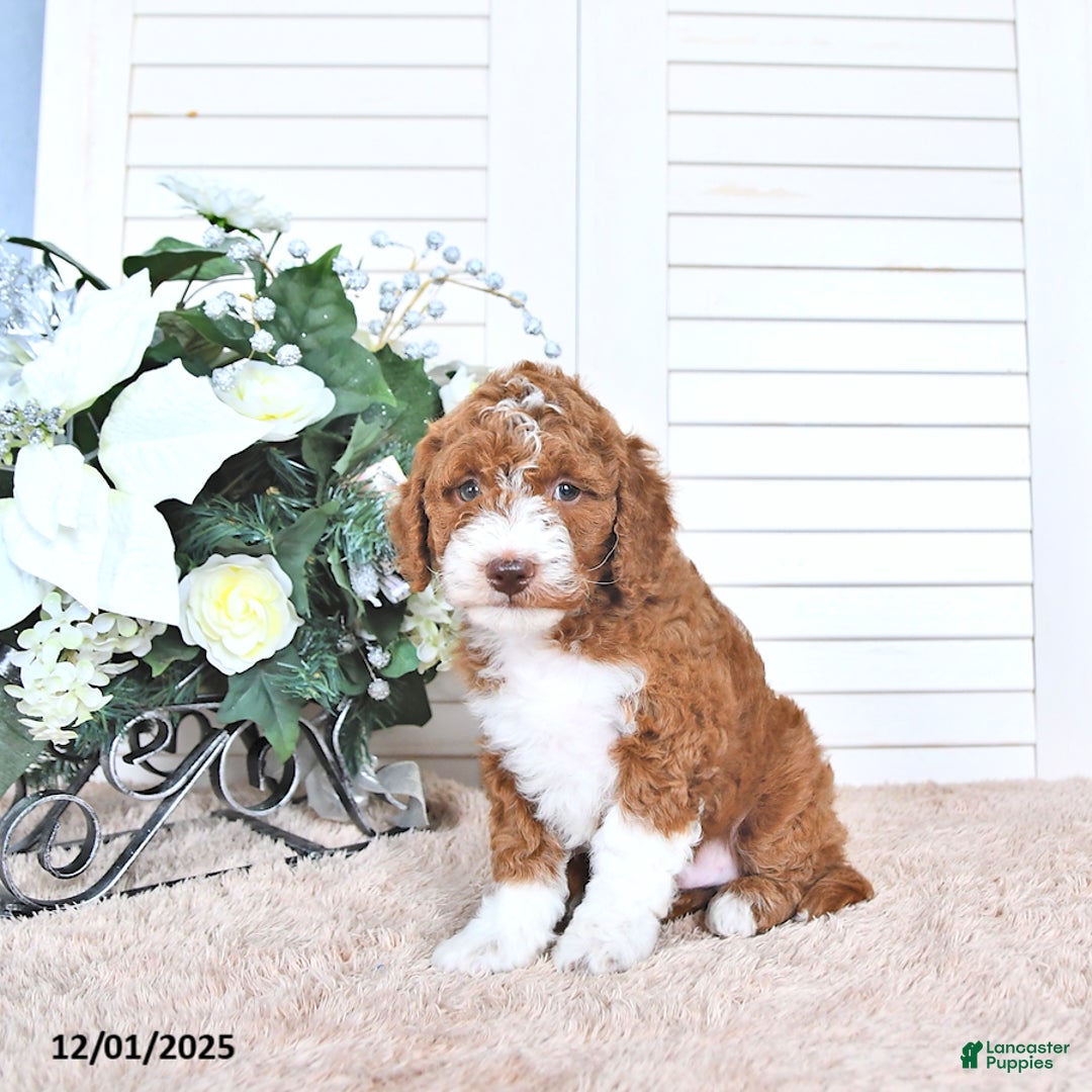 Mini Goldendoodle dogs for sale: Justin - Ad 2